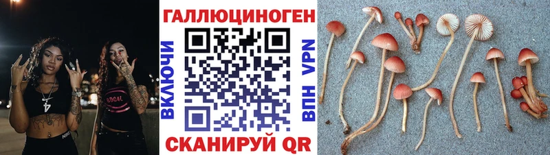 Псилоцибиновые грибы Cubensis  mega tor  Шлиссельбург  наркота 